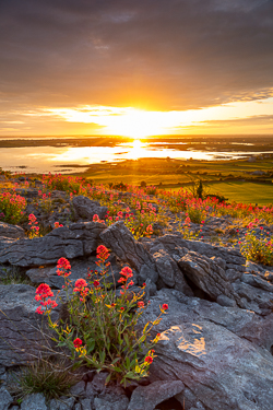 abbey hill,flowers,june,orange,red,spring,twilight,valerian,hills,golden