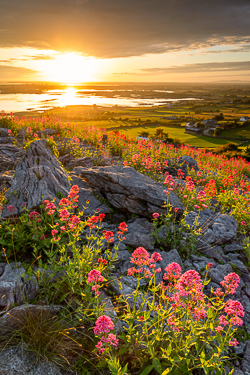 abbey hill,flowers,june,orange,red,spring,twilight,valerian,hills,golden