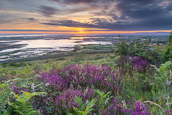 abbey hill,ferns,flower,heather,hills,july,summer,sunrise