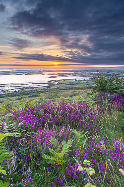 abbey hill,ferns,flower,heather,hills,july,summer,sunrise,portfolio