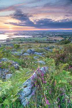 abbey hill,ferns,flower,golden,hills,july,summer,sunrise