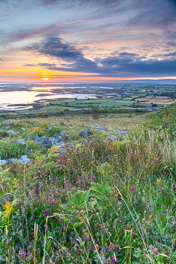 abbey hill,ferns,flower,golden,hills,july,summer,sunrise