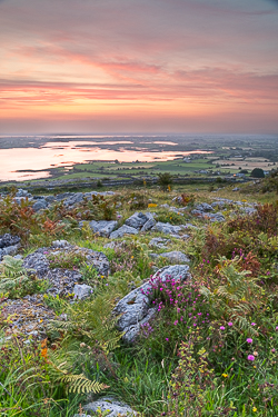 abbey hill,august,flower,heather,summer,twilight,hills