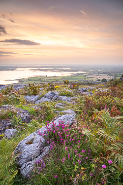 abbey hill,august,flower,heather,summer,sunrise,hills,golden
