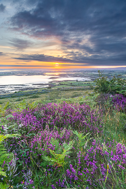 abbey hill,ferns,flower,heather,july,summer,sunrise,hills,portfolio