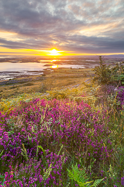 abbey hill,ferns,flower,golden,heather,hills,july,summer,sunrise,sunstar,golden