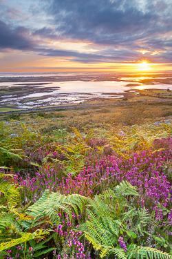 abbey hill,ferns,flower,golden,heather,hills,july,summer,sunrise,golden