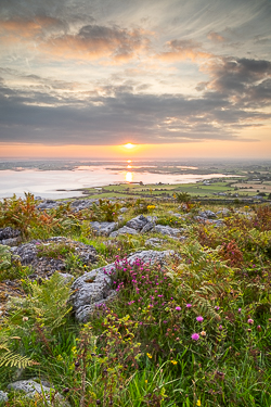 abbey hill,august,flower,heather,summer,sunrise,sunstar,hills