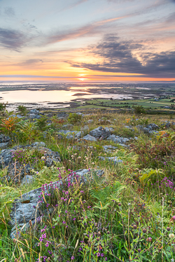 abbey hill,ferns,flower,golden,hills,july,summer,sunrise