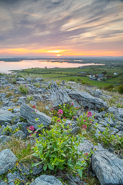 abbey hill,april,golden,hills,spring,sunrise,valerian