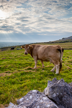 abbey hill,animal,rural,september,summer,sunrise,hills,cow