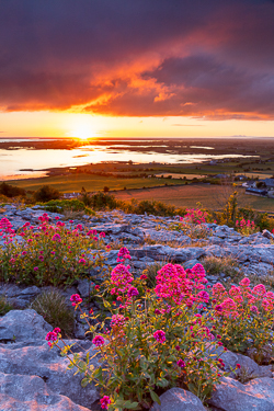 abbey hill,flower,golden,may,spring,sunrise,sunstar,valerian,hills