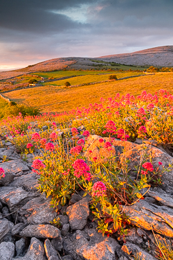 abbey hill,flower,may,spring,sunrise,golden,hills,valerian