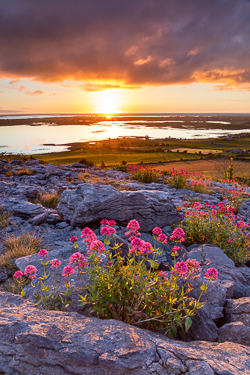 abbey hill,flower,may,spring,sunrise,sunstar,portfolio,hills,valerian,golden