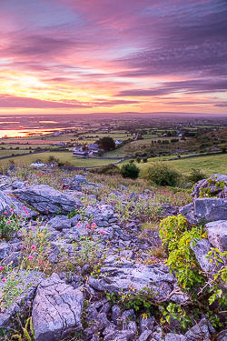 abbey hill,august,flower,limited,summer,twilight,portfolio,hills,valerian,pink,mauve,magenta