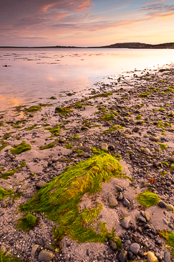 autumn,ballyvaughan,bishops quarter,green algae,september,twilight,beach,coast,salmon,portfolio