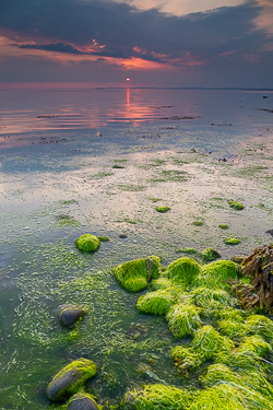 algae,bishops quarter,june,spring,sunset,coast,green