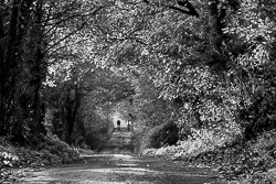 autumn,b&w,boston,lowland,october,trees