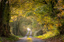 autumn,boston,golden,lowland,october,trees