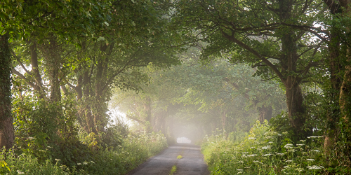 boston,july,lowlands,mist,panorama,rockvale,summer,trees