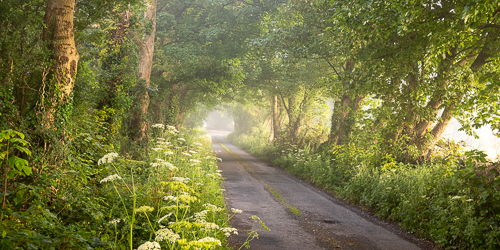 boston,july,lowlands,mist,panorama,rockvale,summer,trees