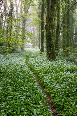 april,coole,flower,garlic,gort,lowland,mist,pick-lowland,spring,woodland