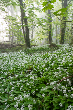 april,coole,flower,garlic,gort,lowland,mist,spring,woodland