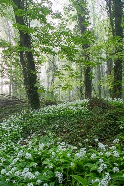april,coole,flower,garlic,gort,lowland,mist,pick-lowland,spring,woodland