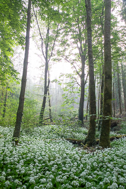 april,coole,flower,garlic,gort,lowland,mist,pick-lowland,spring,woodland