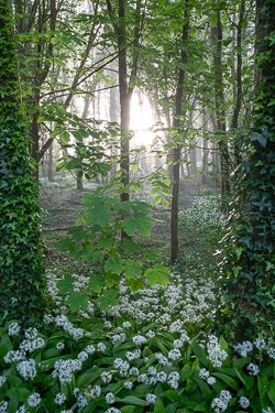 april,coole,flower,garlic,gort,lowland,mist,pick-lowland,portfolio,spring,woodland