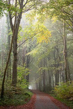 autumn,coole,mist,october,woods,portfolio,lowland