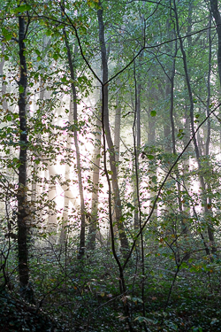 autumn,coole,mist,october,woods,lowland