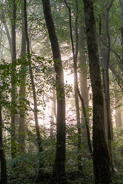 autumn,coole,mist,october,woods,lowland