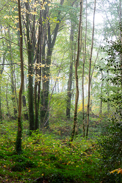 autumn,coole,mist,october,woods,lowland