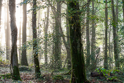 autumn,coole,mist,october,woods,lowland