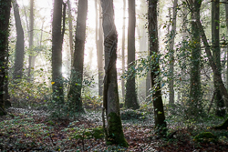 autumn,coole,mist,october,woods,lowland