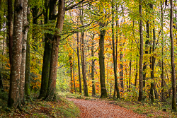 autumn,coole,october,trees,woods,lowland,golden