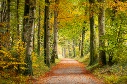 autumn,coole,october,trees,woods,lowland