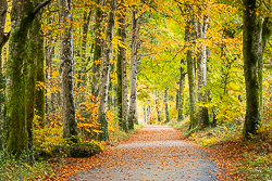 autumn,coole,november,trees,woods,lowland,golden