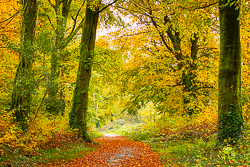 autumn,coole,november,trees,woods,lowland