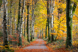 autumn,coole,november,trees,woods,lowland,golden