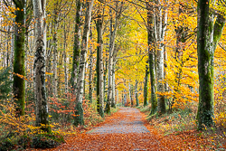 autumn,coole,november,trees,woods,lowland,golden