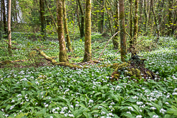 april,coole,flowers,garlic,green,lowland,spring,wood