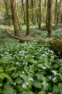 april,coole,flowers,garlic,green,lowland,spring,wood