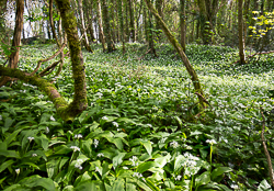 april,coole,flowers,garlic,green,lowland,spring,wood