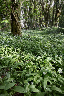 april,coole,flowers,garlic,green,lowland,spring,wood