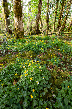 april,coole,flowers,green,lowland,spring,wood