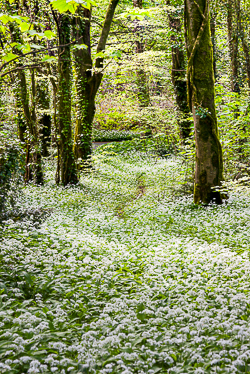 april,coole,flowers,garlic,spring,wood,portfolio