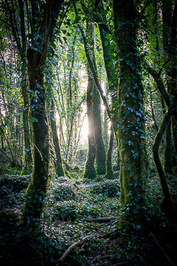 autumn,coole,lowland,october,woods,portfolio