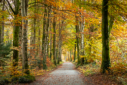 autumn,coole,gort,lowland,october,woods